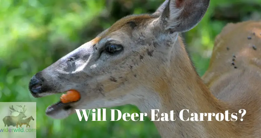 Will Deer Eat Carrots?