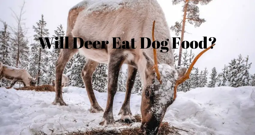 Will Deer Eat Dog Food?