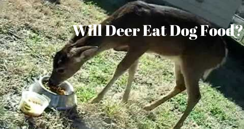 Do Deer Eat Dog Food?