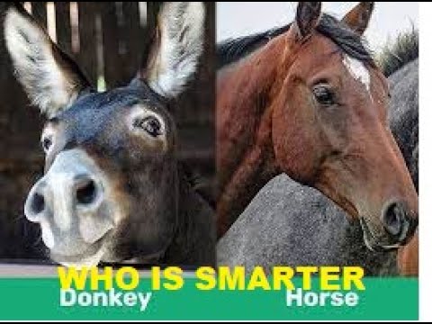 Are Donkeys Smarter Than Horses