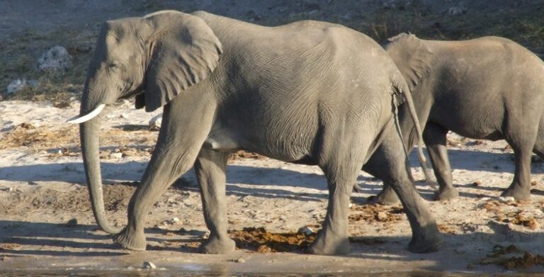 Are Elephants Cold Blooded - Explore the Best Outdoor Gear, Animal ...