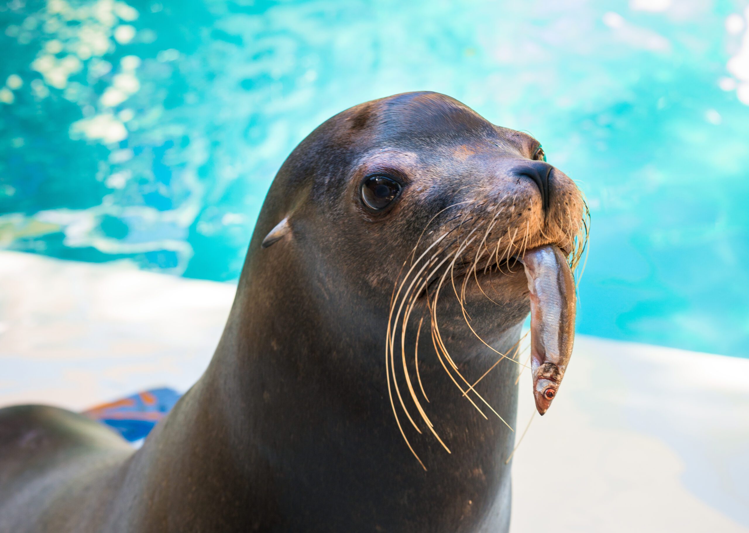 Are Sea Lions Friendly