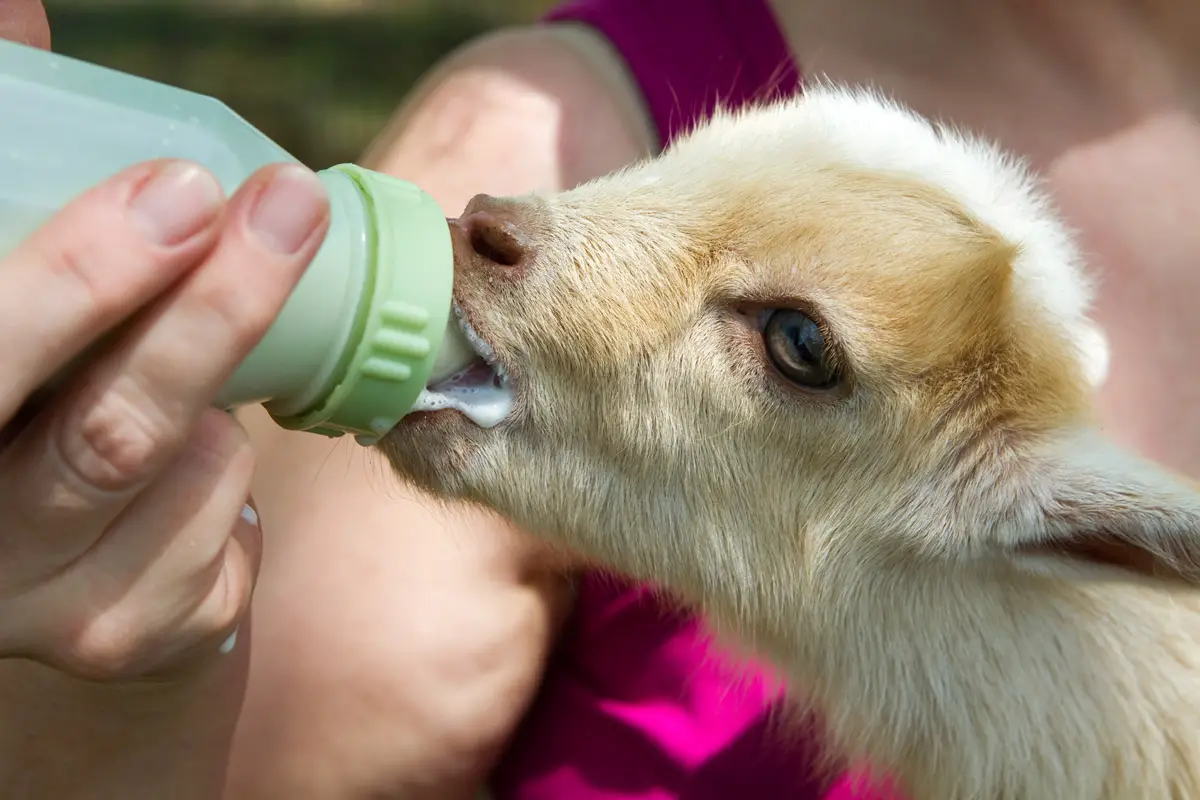 Bottle Feeding Baby Goats