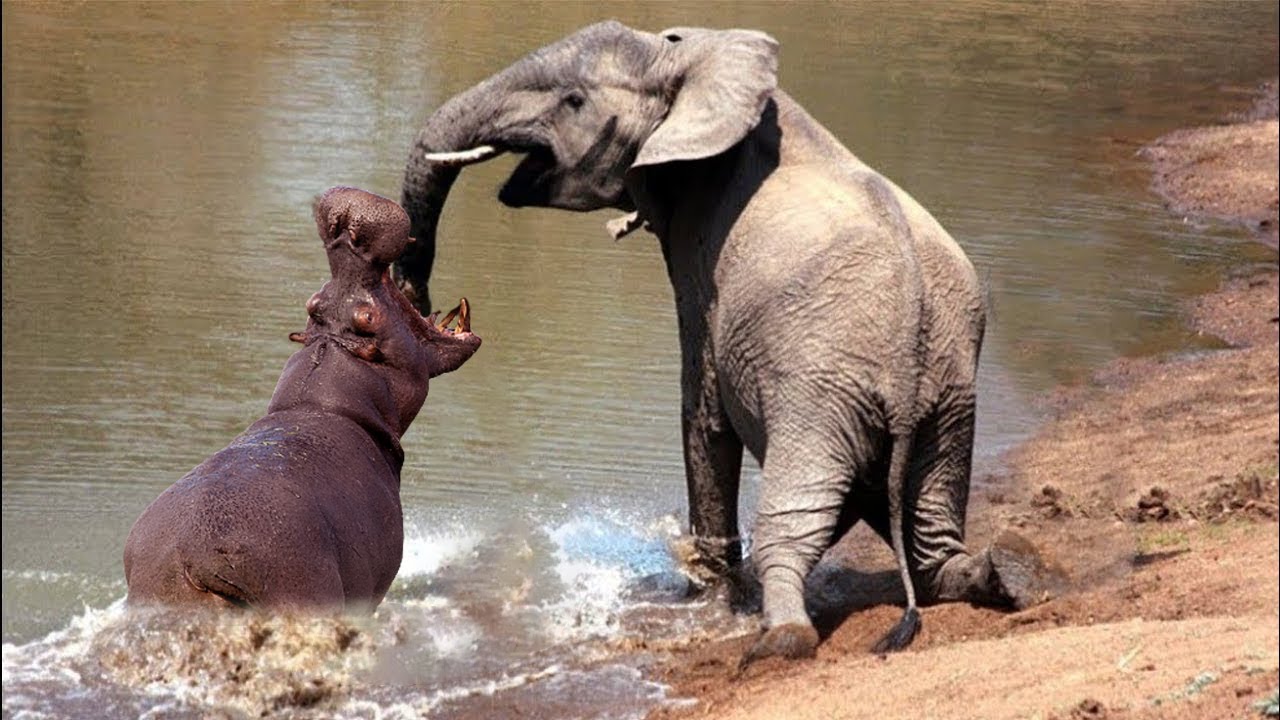 Can a Hippo Kill an Elephant