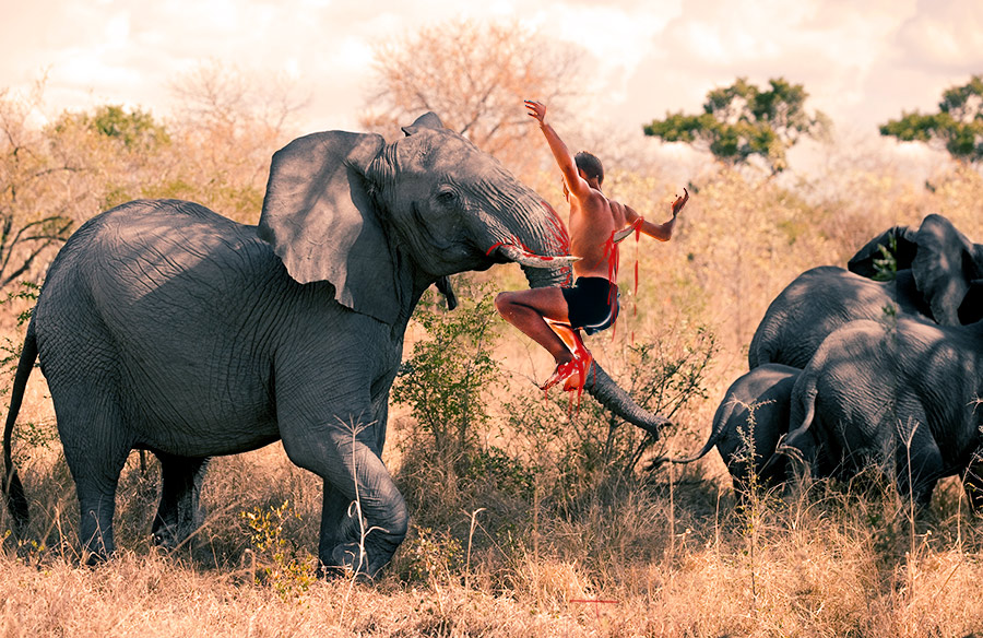 Can a Human Outrun an Elephant