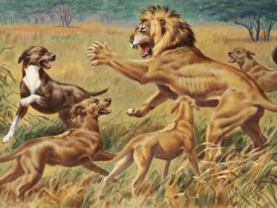 Can a Rhodesian Ridgeback Kill a Lion