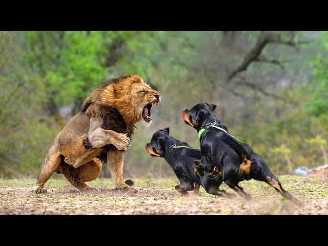 Can a Rottweiler Kill a Lion