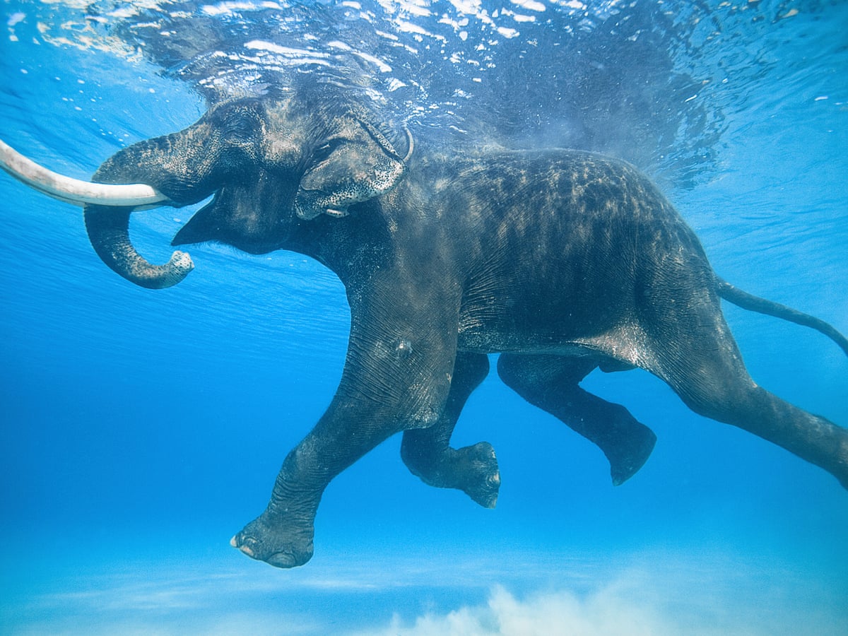 Can an Elephant Swim