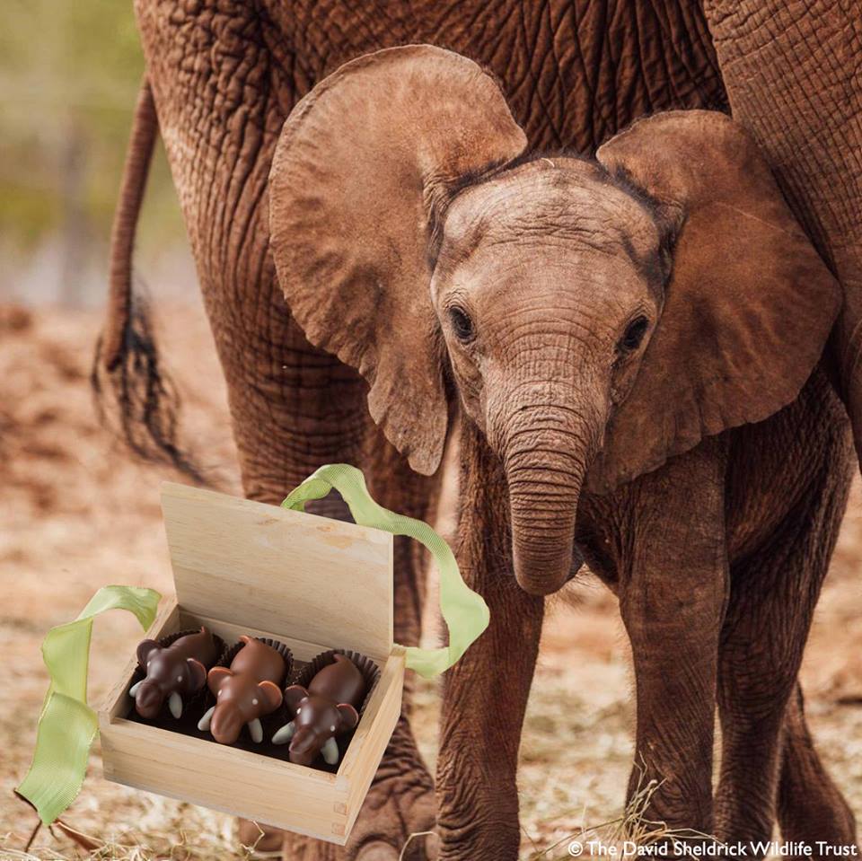 Can Elephants Eat Chocolate