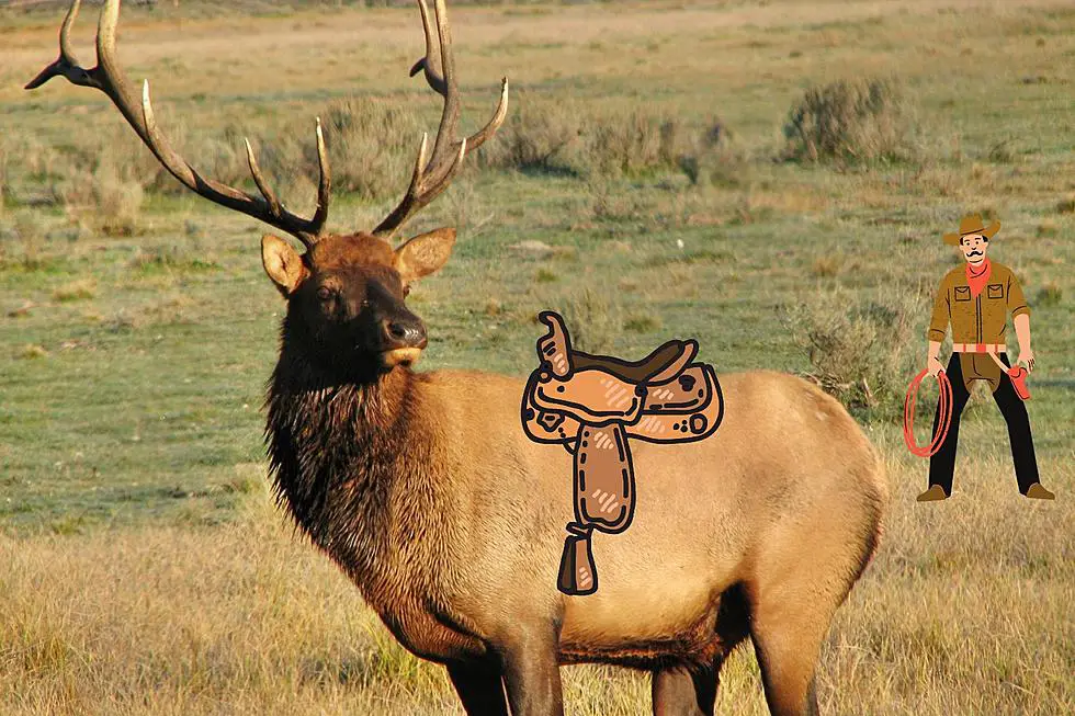 Can Elk Be Ridden