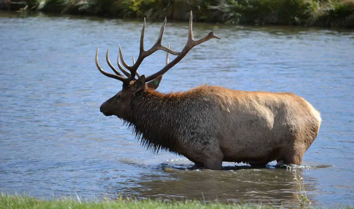 Can Elk Swim