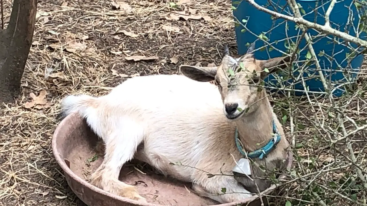 Can Goats Eat Acorns