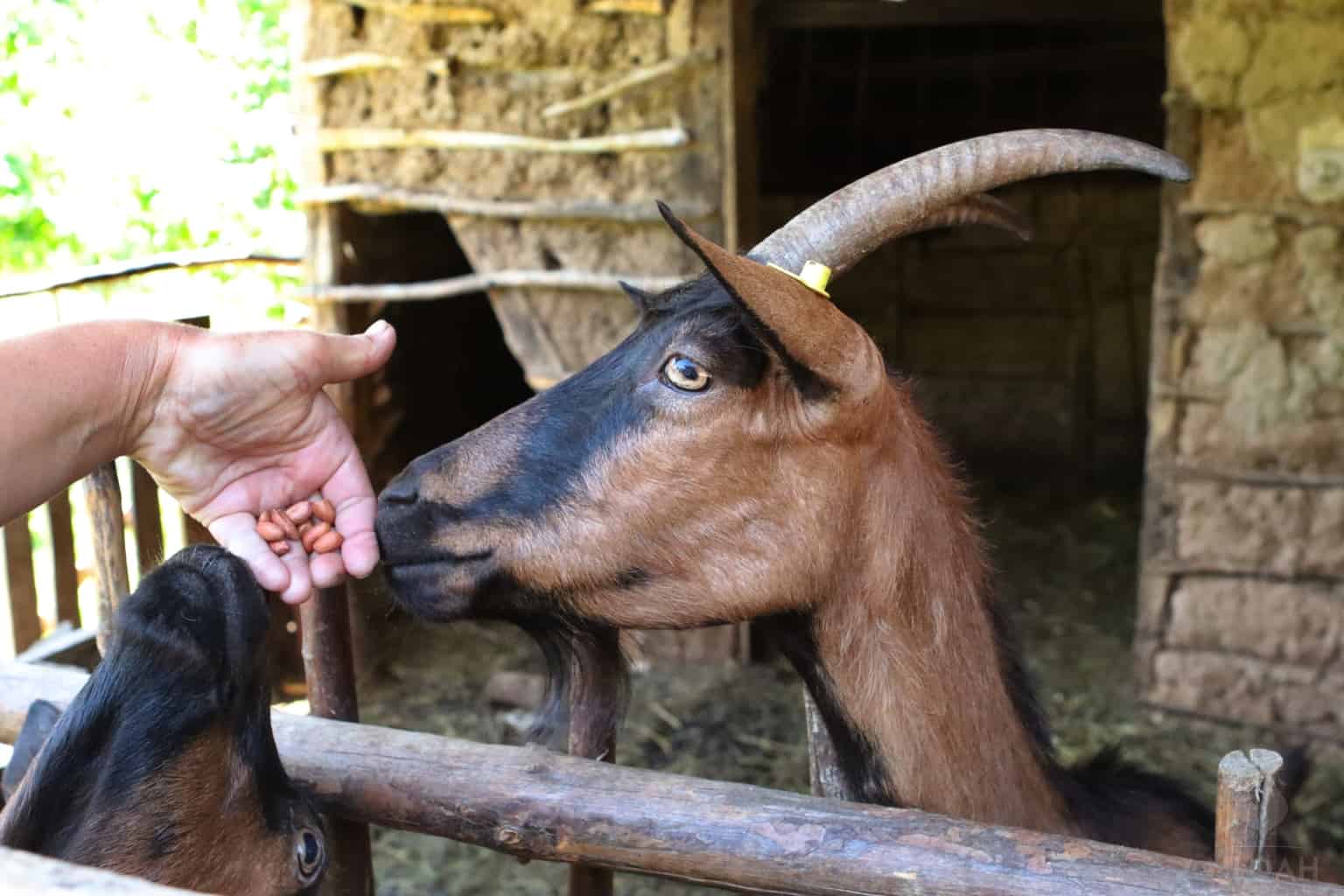 Can Goats Eat Almonds