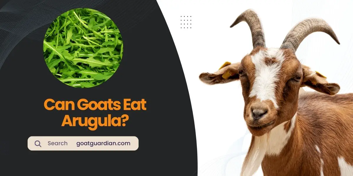 Can Goats Eat Arugula
