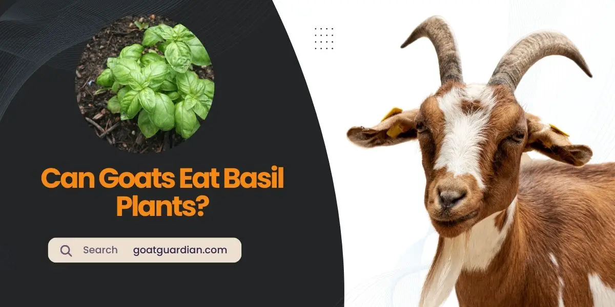 Can Goats Eat Basil