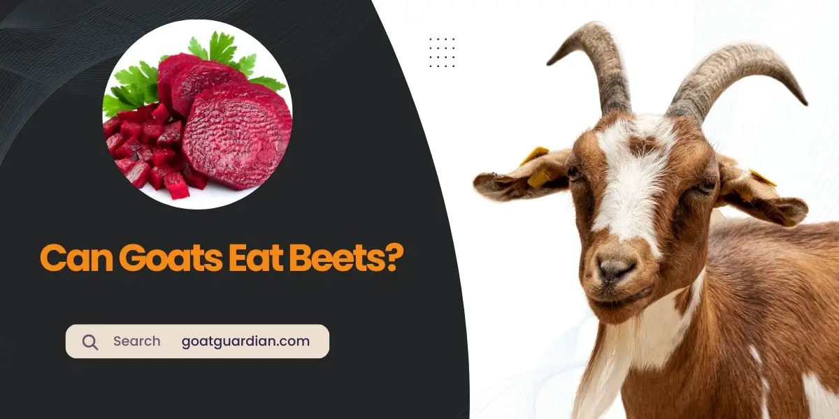 Can Goats Eat Beets