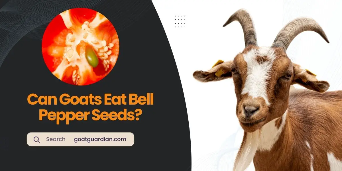Can Goats Eat Bell Peppers