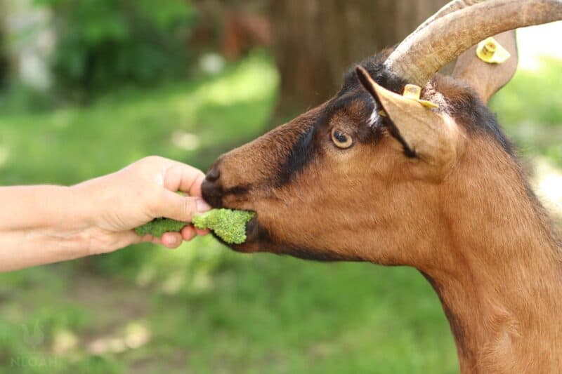 Can Goats Eat Broccoli