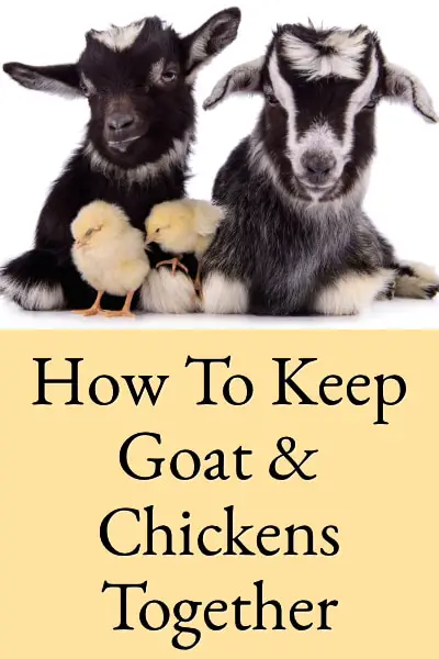 Can Goats Eat Chicken Feed