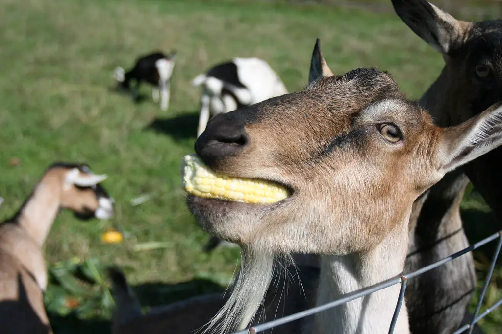 Can Goats Eat Corn