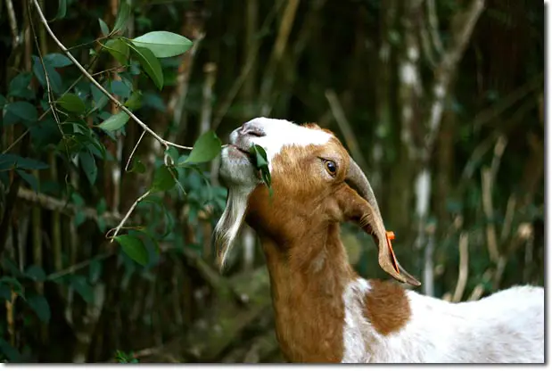 Can Goats Eat Eucalyptus
