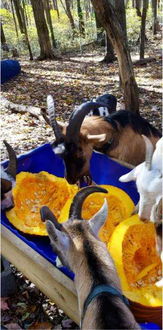 Can Goats Eat Gourds