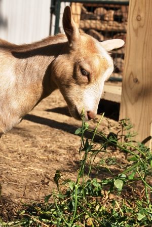 Can Goats Eat Green Beans