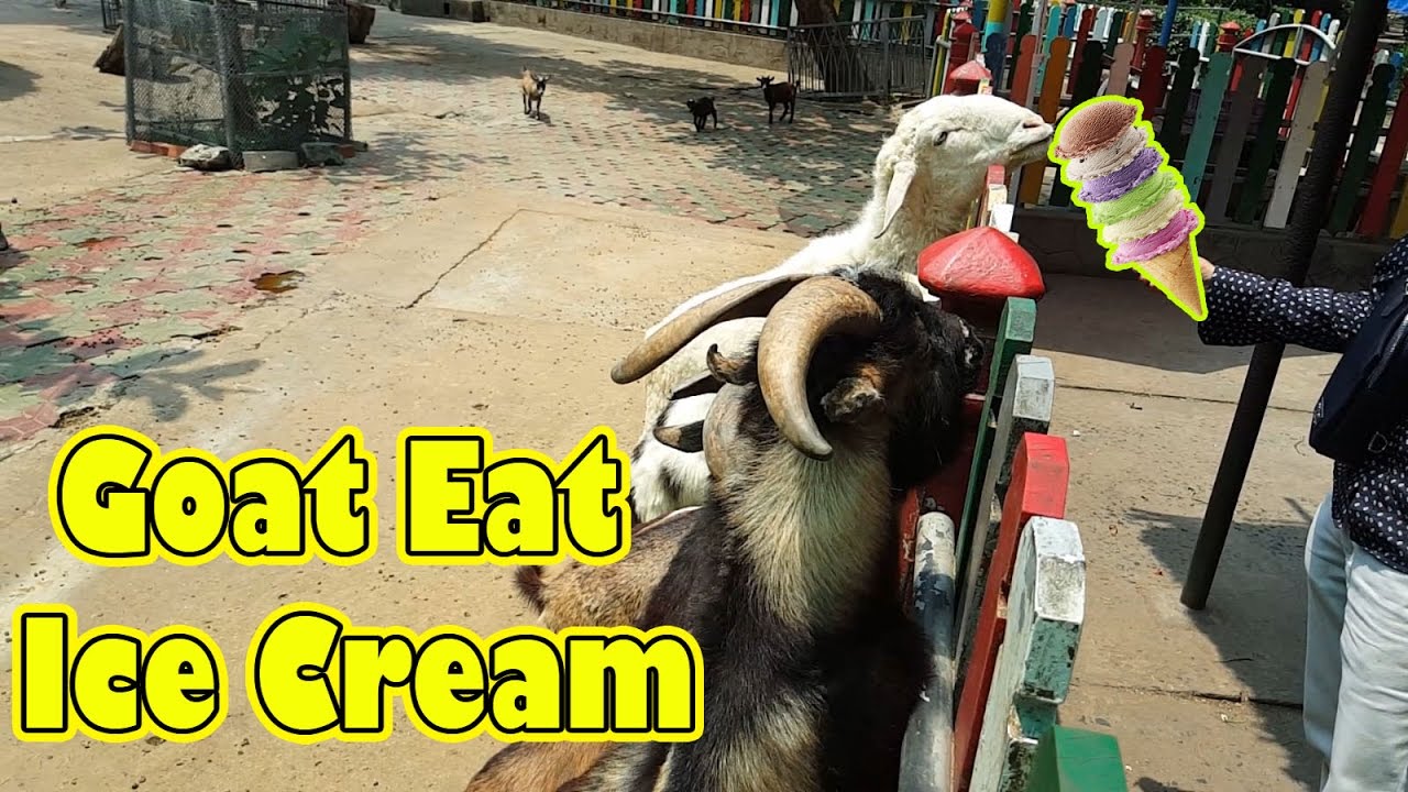 Can Goats Eat Ice Cream