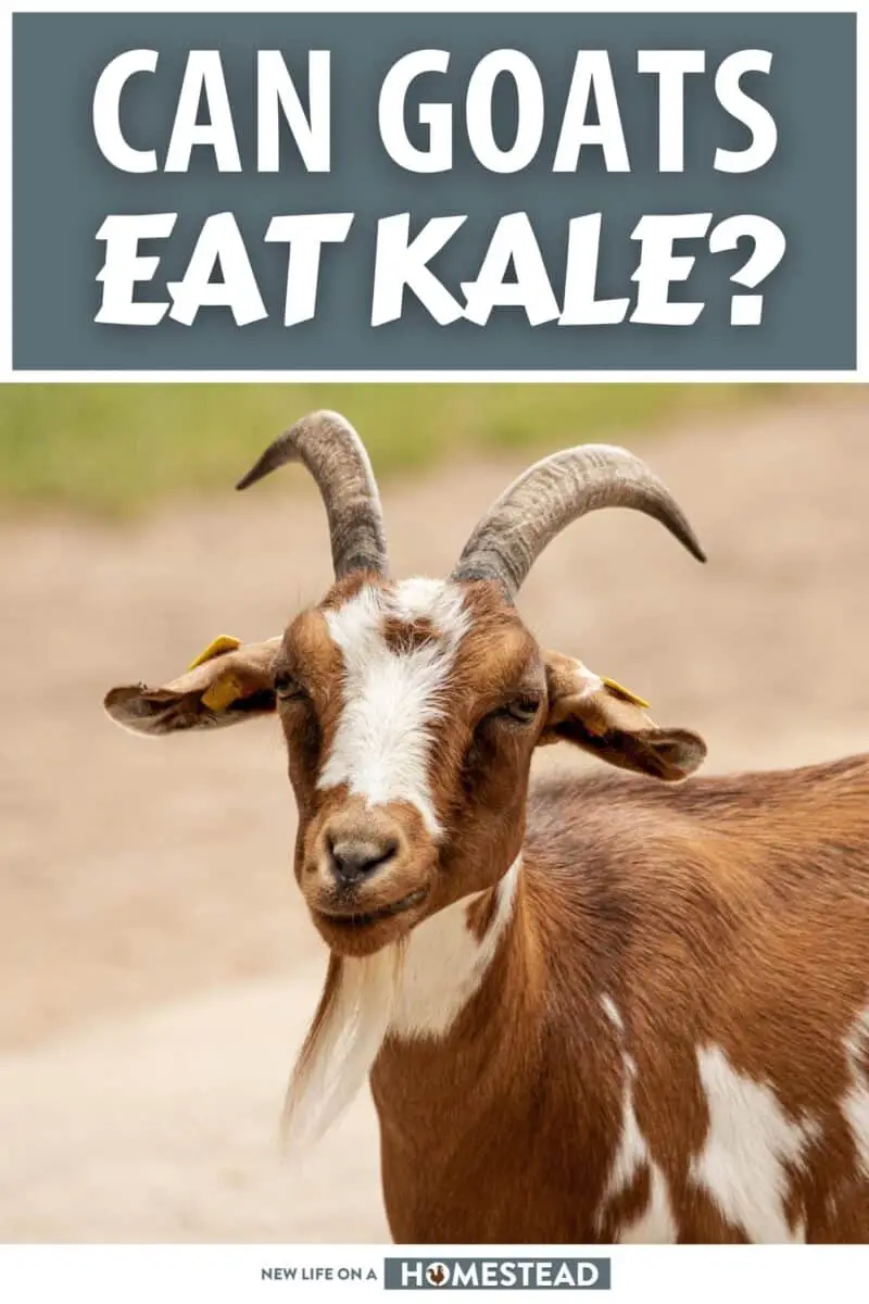 Can Goats Eat Kale