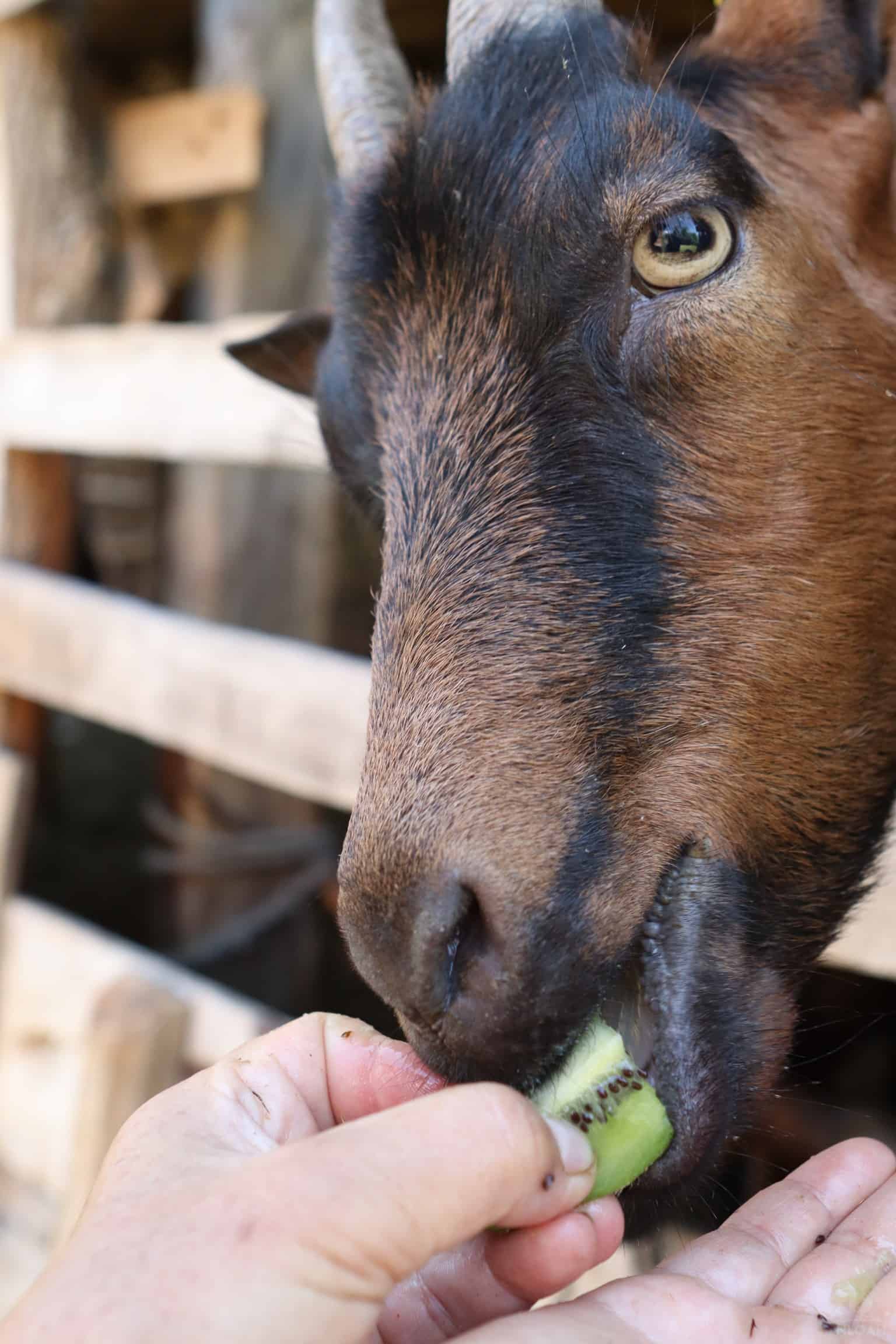 Can Goats Eat Kiwi