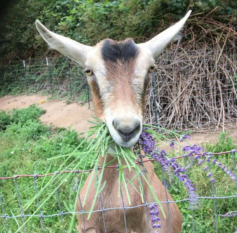 Can Goats Eat Lavender