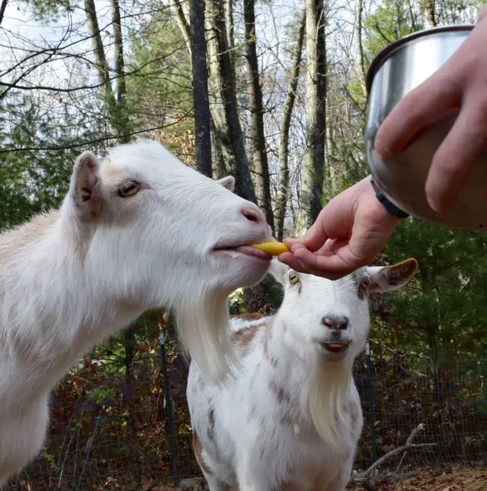 Can Goats Eat Lemons