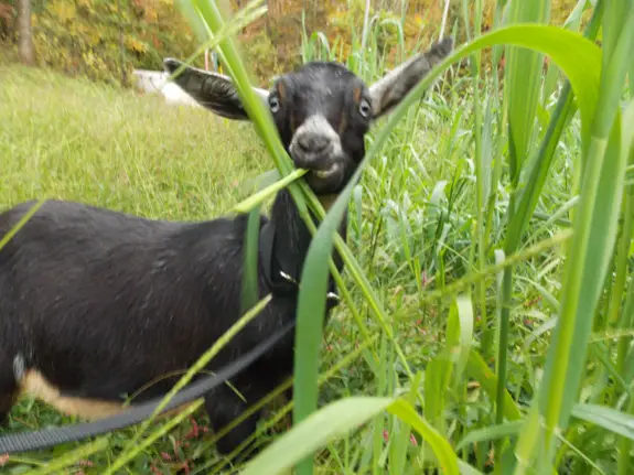 Can Goats Eat Oats