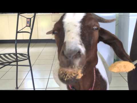 Can Goats Eat Peanut Butter