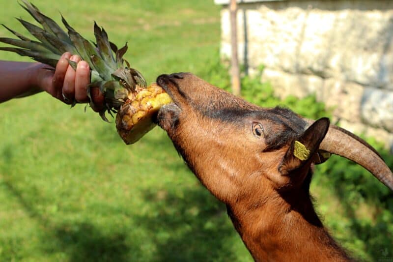Can Goats Eat Pineapple
