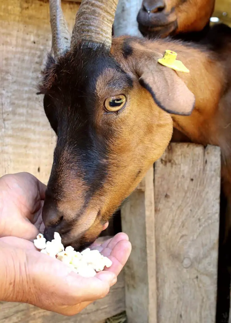 Can Goats Eat Popcorn