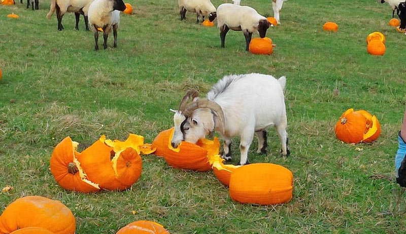 Can Goats Eat Pumpkin