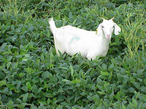 Can Goats Eat Soybeans