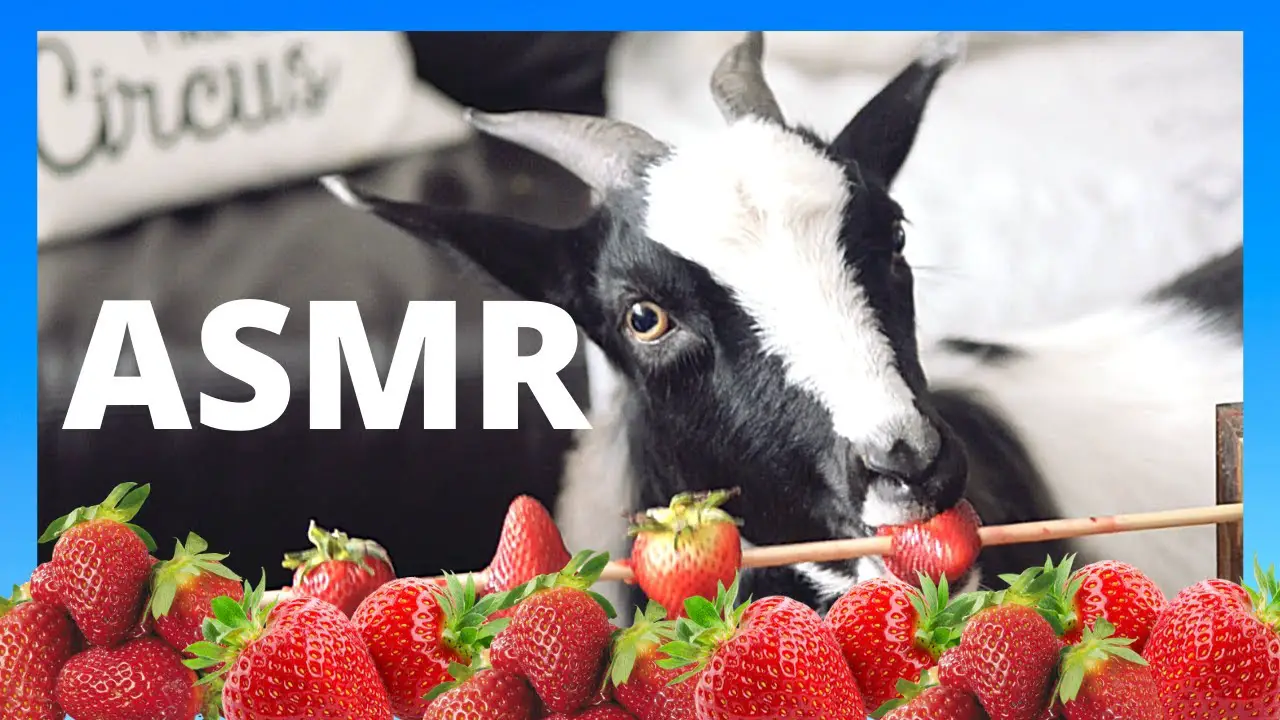 Can Goats Eat Strawberries