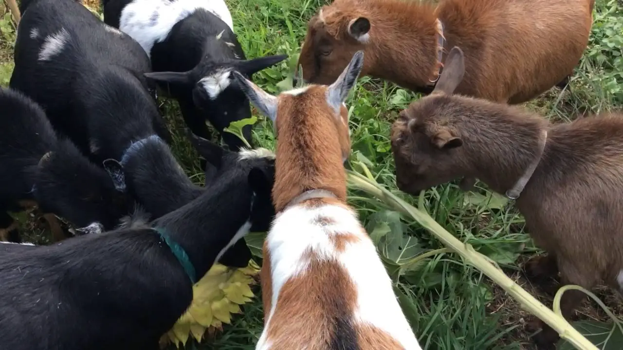 Can Goats Eat Sunflower Seeds