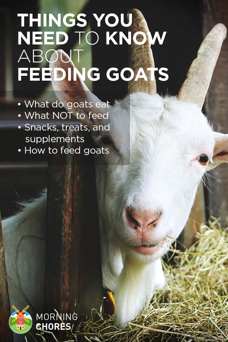 Can Goats Eat Sweet Feed