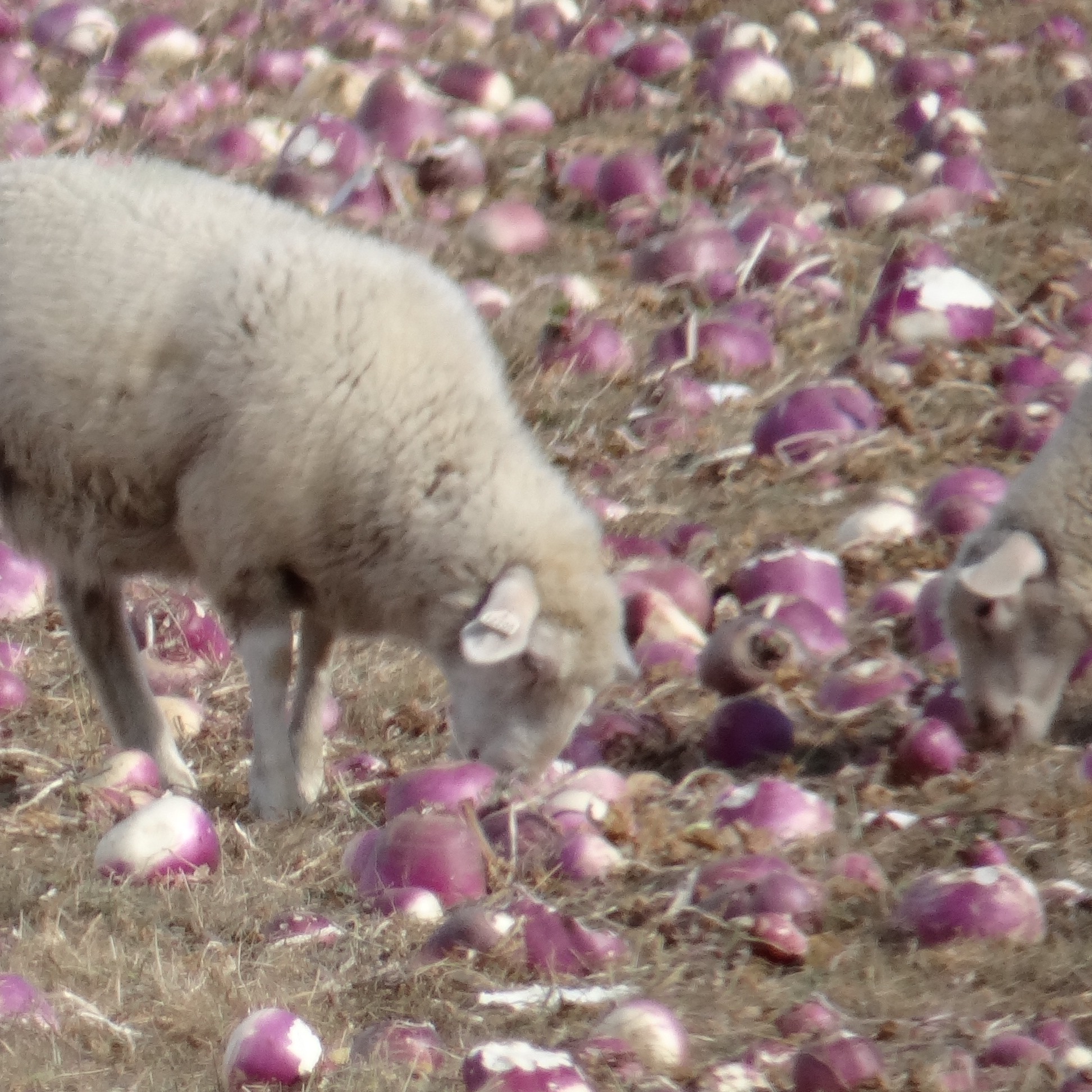 Can Goats Eat Turnips