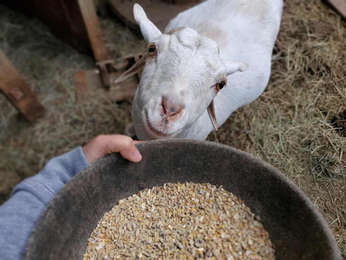 Can Goats Eat Wheat