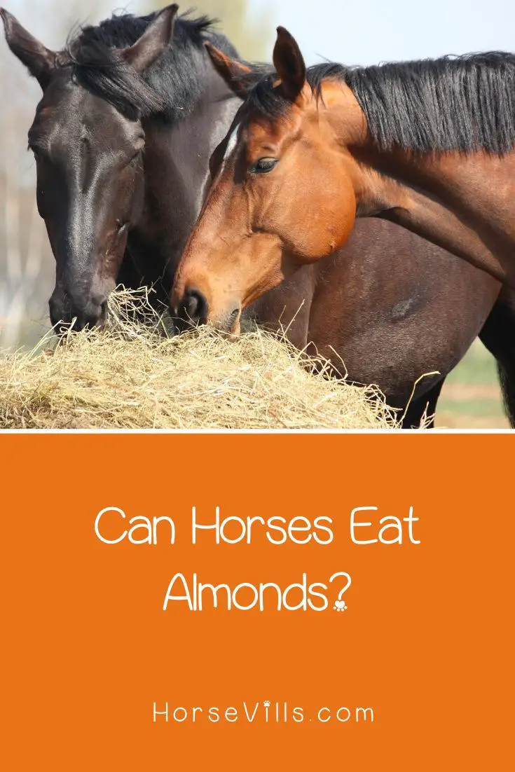 Can Horses Eat Almonds