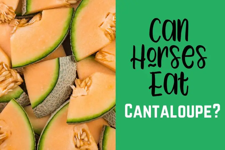 Can Horses Eat Cantaloupe