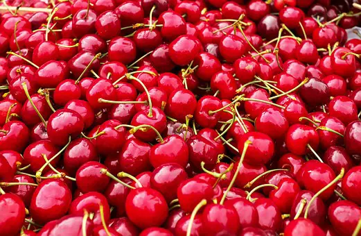 Can Horses Eat Cherries