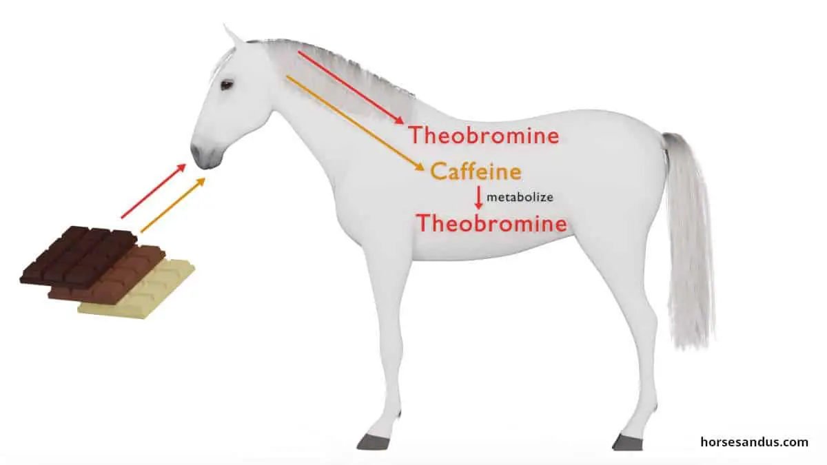 Can Horses Eat Chocolate