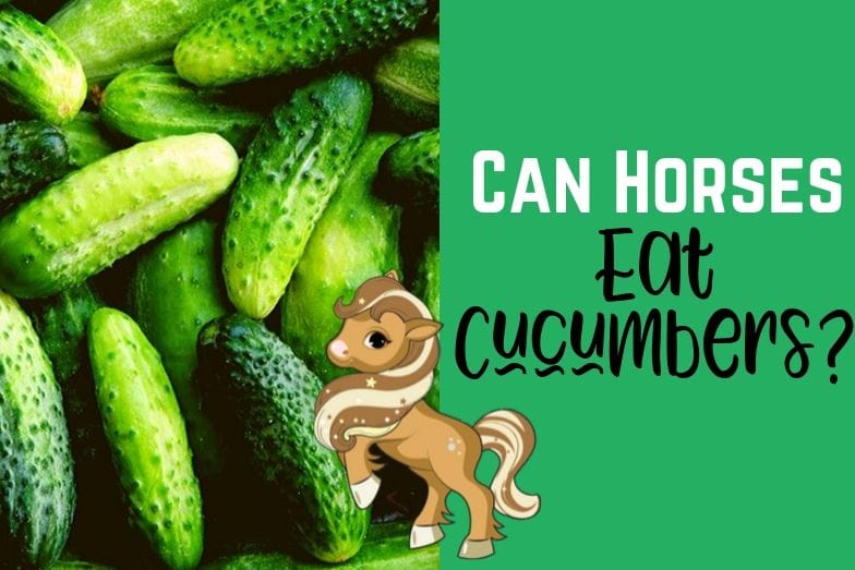 Can Horses Eat Cucumber