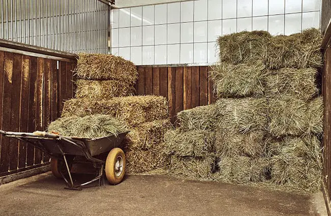 Can Horses Eat Hay That Has Been Rained on