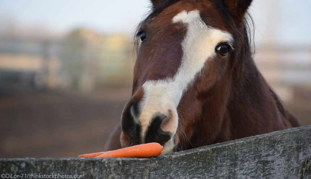 Can Horses Eat Kale